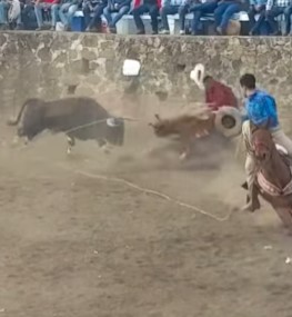 Evil bull fucks fighter and his horse