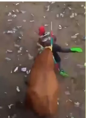 Go to hell motherfucker, victim killed by bull trying to skewer him