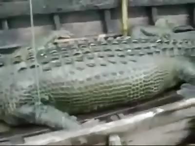 Crocodile eat Man 