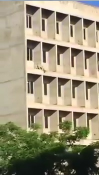 2 Dogs Attempt Suicide from Building after not being Fed for 2 Days 