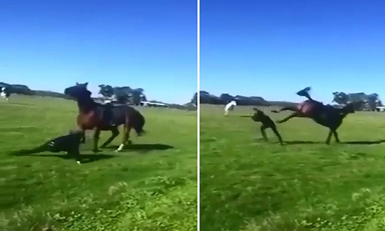Horse gets instant Revenge on Woman Riding it for Calling Her a Cunt 