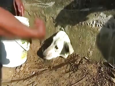 Poor Dog with its Head Stuck is Rescued by Good People 