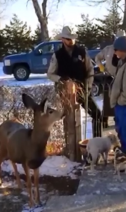 WTF?  Police Decide Family's Pet Deer is Illegal..Kill it on Site 