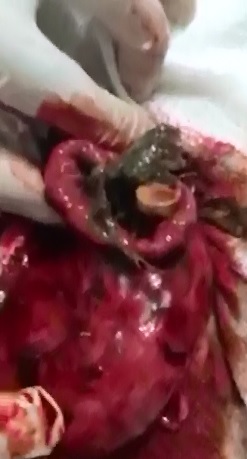 All This Comes out of a Dog's Stomach..Keep Watching