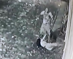 Video Captures Asshole Brutally Stab his Gf to Probably Death 