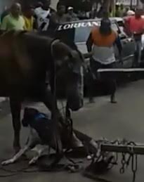 Pitbull Attacking a Horse is Beaten to Death with Stick