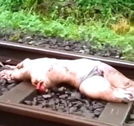 Woman Clad only in Panties Suicide by Train On Scene Video ....