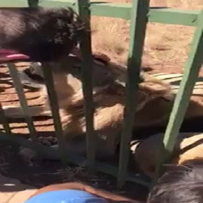 The Lion Attack
