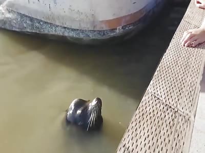 Sealion snatches little girl from pier.