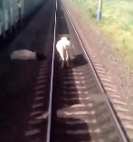 Sad Cow Who Won't Leave his Dead Friend is Hit by Train