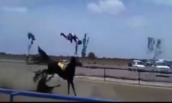 Horrific Horse Accident Sends Jockey Flying and Kills Horse
