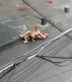 Pitbull Attacks a Helpless Man (New Angle)