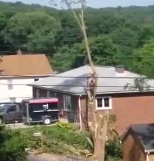 Man Cutting Down a Tree is Killed in Accident