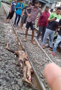 Naked Man Ripped Apart By Train