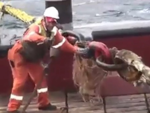  Huge Chain Snaps, Killing Worker on Ship