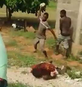 Thief BRUTALLY Stoned to Death by Crowd