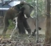Pissed Off Elephant Kills Man with Ease