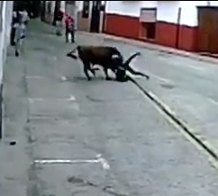 Another Awesome Bull Karma Video