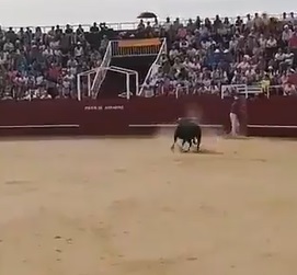 Bull Kills Guy That Let Him out of the Gate