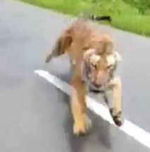 Tiger Attack While Riding a Bike in India 