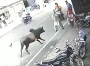 Out of Control Cow Mows Down People Walking 