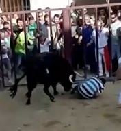 Bull Gets Some Ass