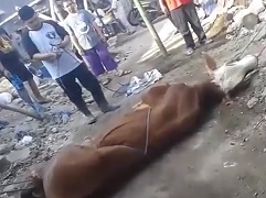 Cow Karma.... Guy Suddenly Dies Before Slaughtering Cow