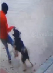 Loyal Good Boy Attacks Moronic Burglar (Clean)