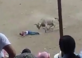 Just Another Moron Killed by a White Bull (Two Angles)