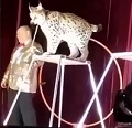 Circus Cat has Had Enough Shit