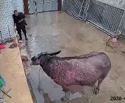 Angry Bull Attacks Old Man.