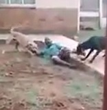 KARMA:Thief Gets Mauled By Two Huge Dogs