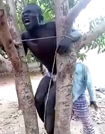 Tied to Tree Gets Jungle Justice.