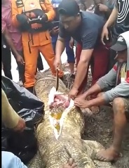 Horrifying Moment Woman's Limps Cut from Crocodile. 