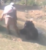 55-Year-Old Man Mauled by Sloth Bear in Northern India