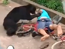 Hungry Bear Strays in to Town and the Rest is History.