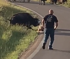 Bikers Attacked by Bison in South Dakota 