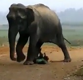 HOLY SHIT: Elephant Tramples & Squashes Man Like a Bug