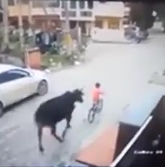 Angry Bull Attacks Boy & Elderly Woman