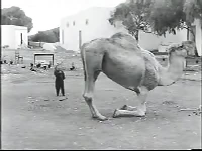 GERMAN MIDGET LAUGHING AT A CAMEL