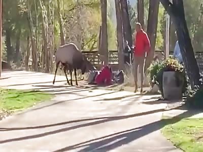MOOSE ATTACKS WOMAN IN A PARK