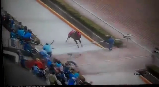 Uncontrolled Horse Kills A Man With A Stick In The Head