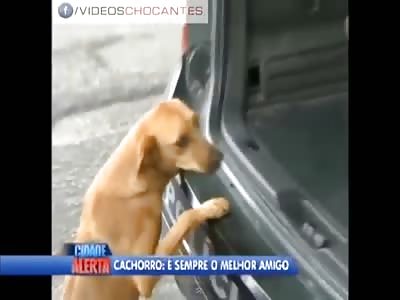 Sad - Dog goes to jail with his owner