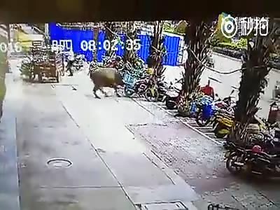 NOW THIS IS A FUCKING RAGING BUFFALO