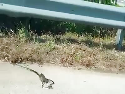 MOTHER RAT ATTACKS HUNGRY SNAKE TO RESCUE BABY RAT