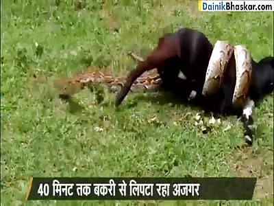 PYTHON SNAKE AND GOAT FIGHTING