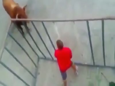 BULL BREAKS CAGE AND ATTACKS A MAN