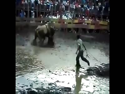 GROUP OF IDIOTS BEING INJURED BY BULLS
