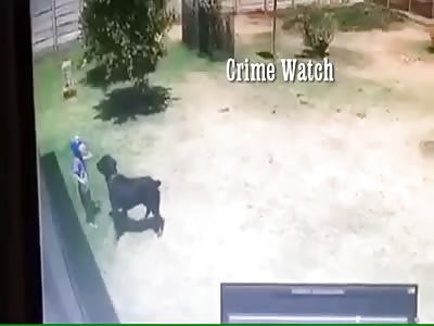 WATCH ROTTWEILER ATTACK A TODDLER AGED 3 AT HOME