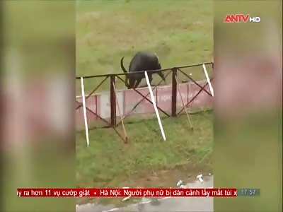NATURE'S REVENGE: MAN BEING KILLED BY WATER BUFFALO
